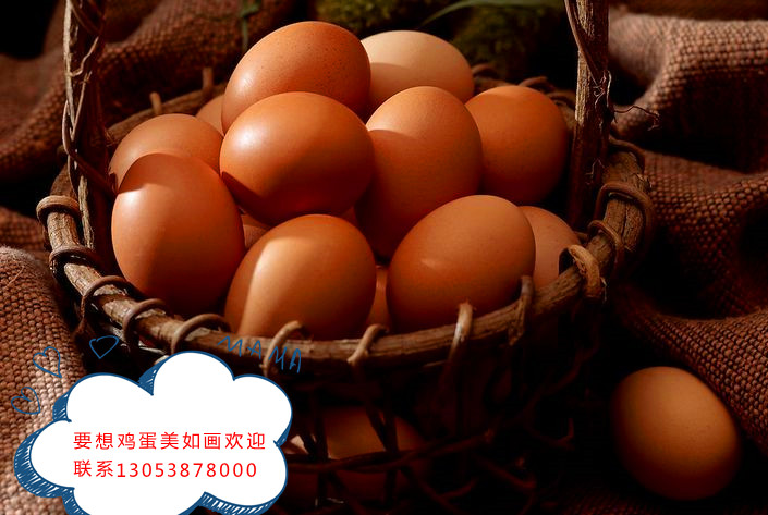 泰安泰西農(nóng)牧提醒您:要想產(chǎn)好蛋必須養(yǎng)好雞