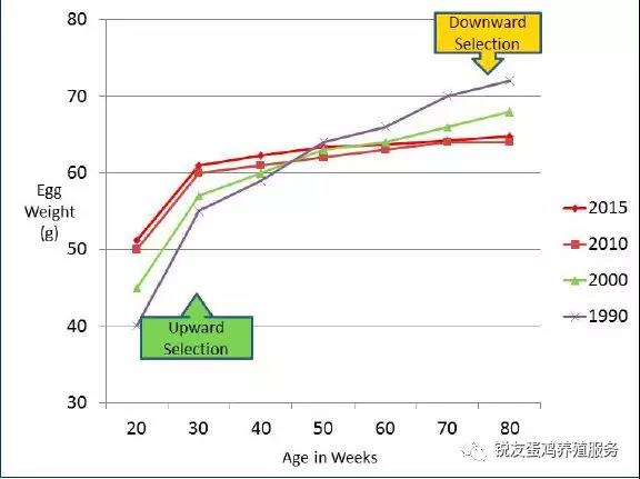 關(guān)于蛋重,你應(yīng)該知道的:不是越重越好!