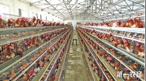 【泰安泰西農(nóng)牧發(fā)酵辣椒粕】養(yǎng)雞,每天做好這5件事!不用擔(dān)心不掙錢