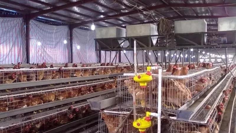 【泰安泰西農(nóng)牧發(fā)酵辣椒粕】養(yǎng)雞,每天做好這5件事!不用擔(dān)心不掙錢