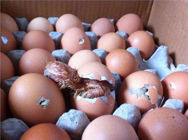 種蛋都有哪些管理辦法?