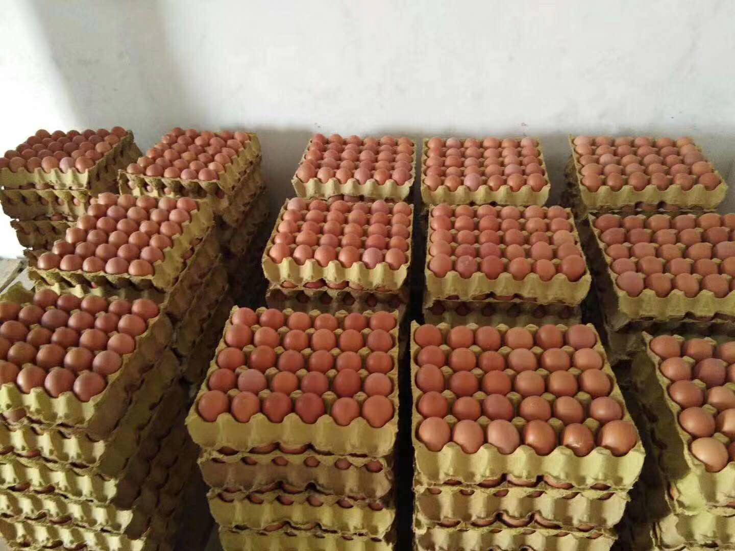 泰西農(nóng)牧教您怎么選擇好飼料!