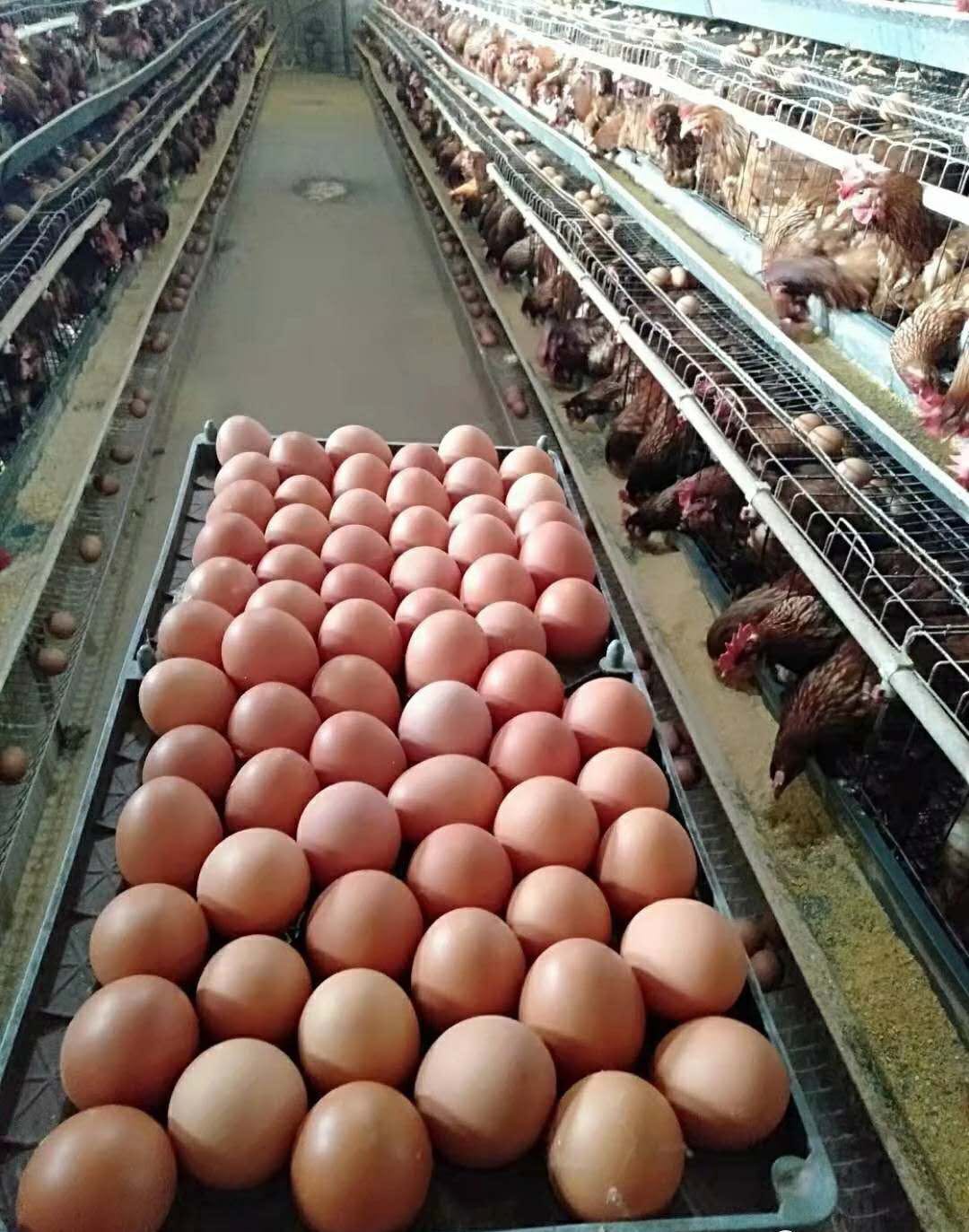 蛋雞養(yǎng)殖場想要多賺錢,雞場管理檔案很重要!