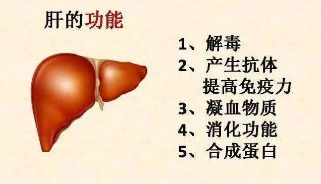 春天蛋雞不保肝,夏天零星傷亡愁得慌!發(fā)酵辣椒粕來幫忙