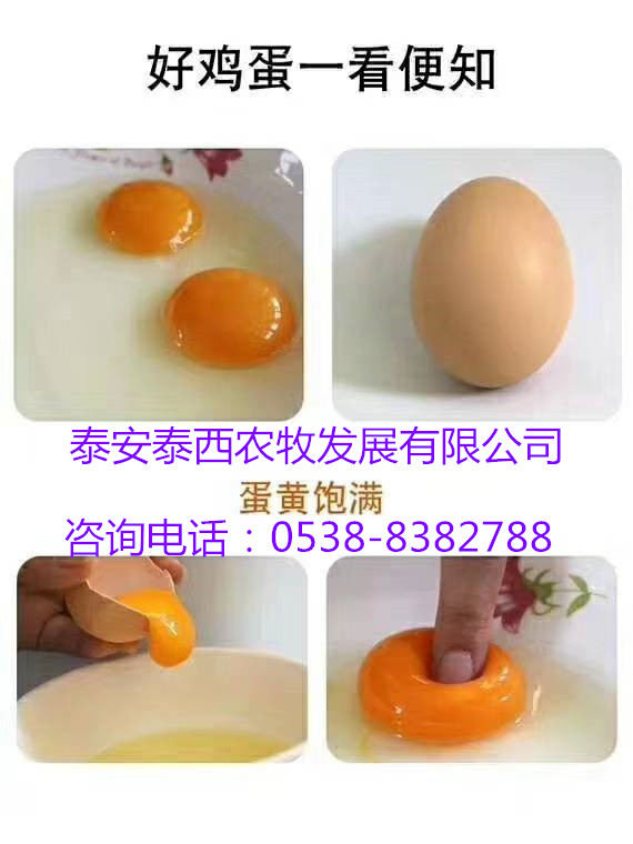 廠家直銷飼料原料蛋白油脂辣椒油粉強(qiáng)免疫高能量易吸收增蛋多