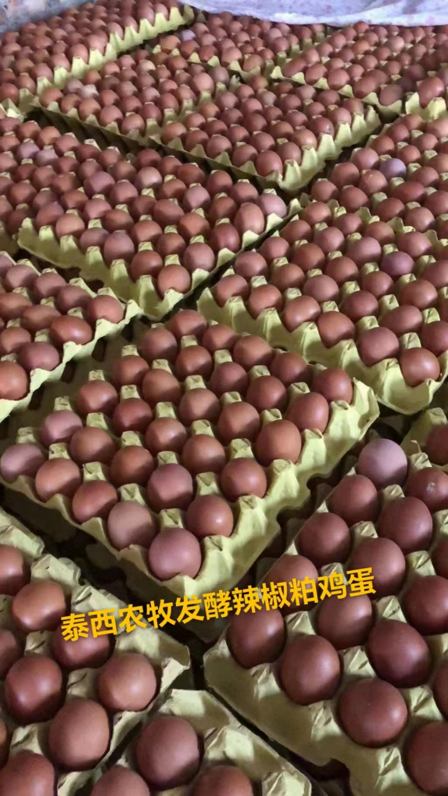 發(fā)酵辣椒粕預防蛋雞規(guī)模場破殼蛋多