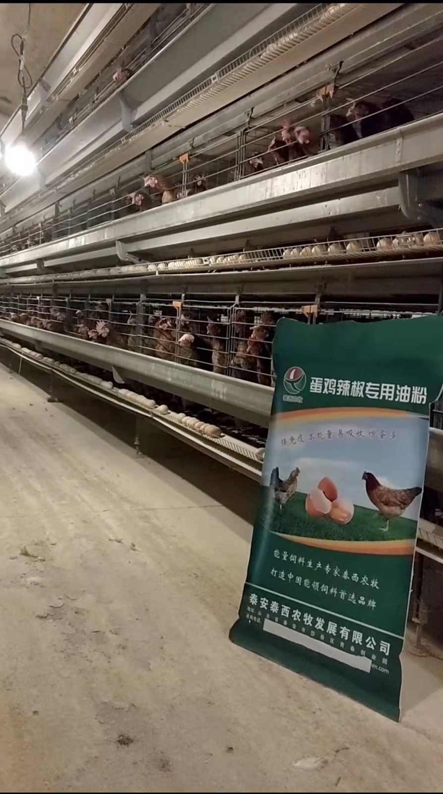 薄殼蛋影響雞蛋銷售添加蛋雞辣椒油粉