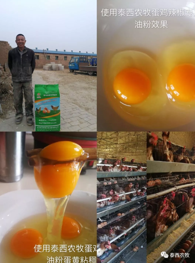 雨季蛋雞如何管理-泰西農(nóng)牧告訴你