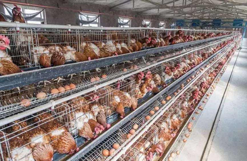 蛋雞也要防螨蟲，千萬不能忽視