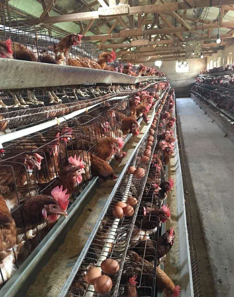 高產(chǎn)雞有什么特點(diǎn)？