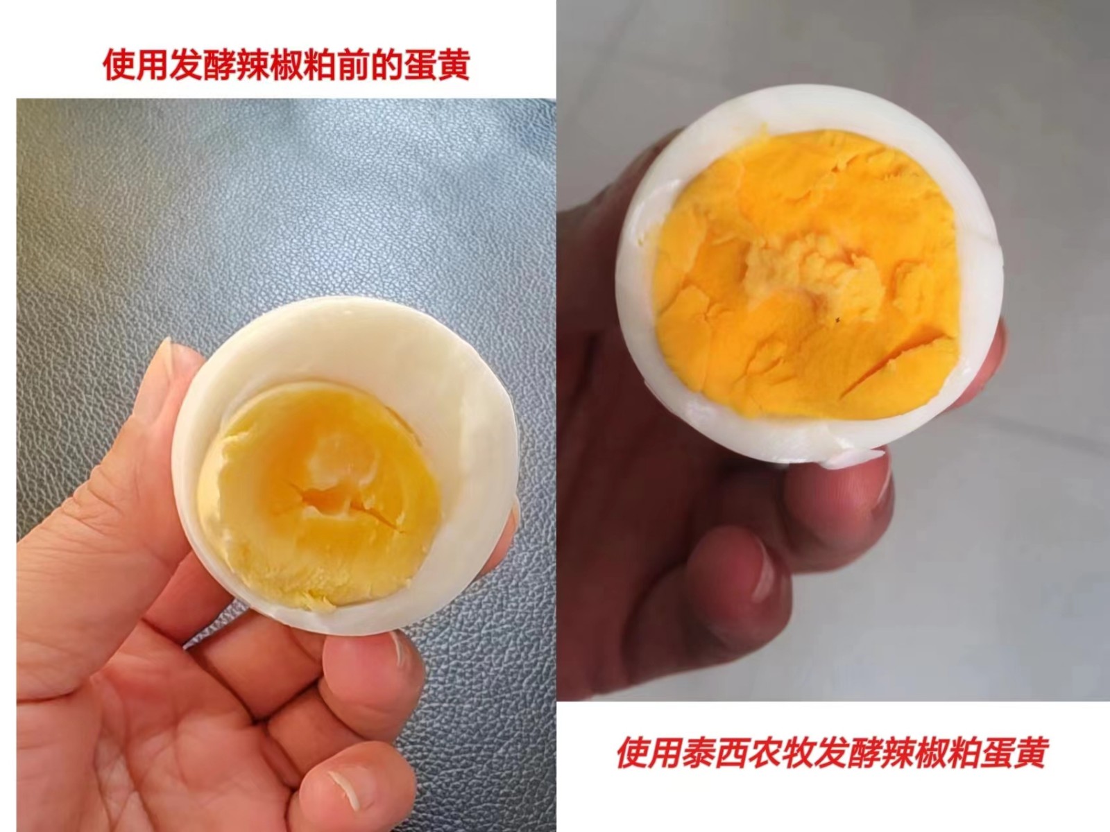 泰西農(nóng)牧發(fā)酵辣椒粕解決霉菌對(duì)飼料的影響