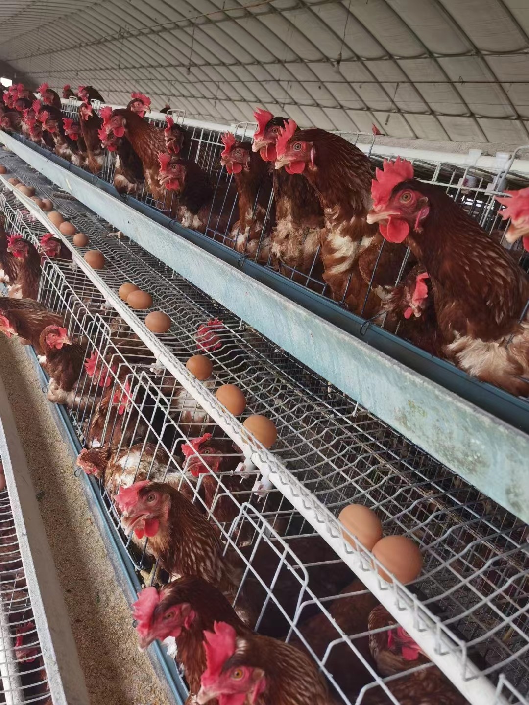 天氣突然降溫添加蛋雞辣椒專用油粉有助于減少 冷應(yīng)激