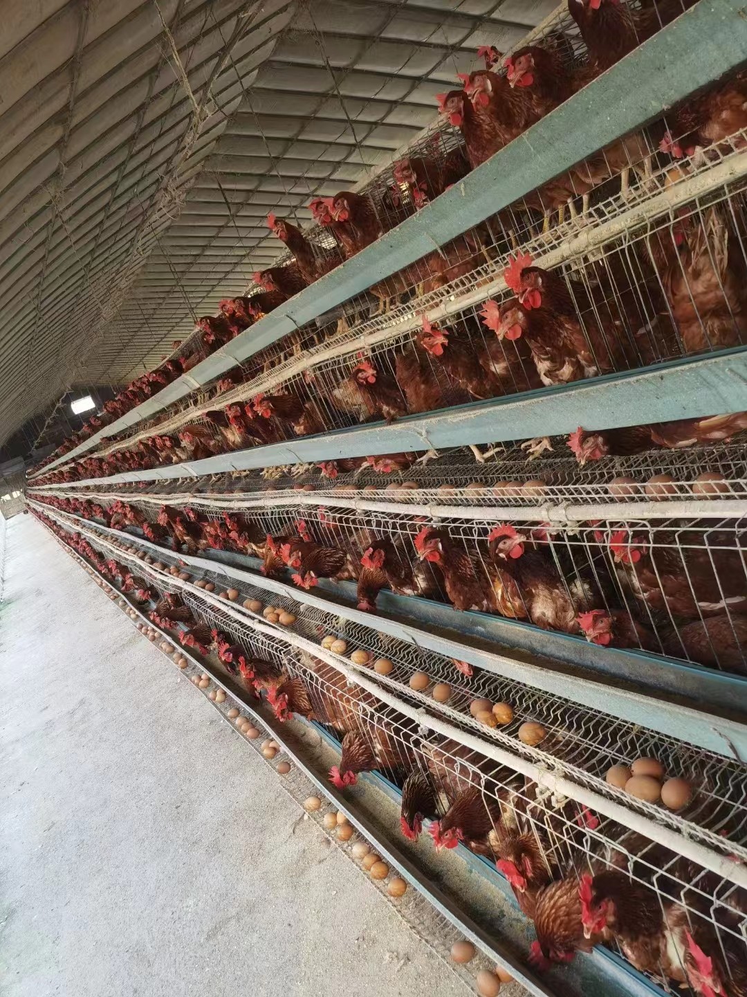 又降溫了 溫度驟降蛋雞鼻炎高發(fā) 掉蛋的現(xiàn)象添加蛋雞辣椒油粉
