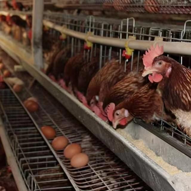 泰西農牧生物辣椒油粉分享夏季雞群受涼感冒與管理的關系