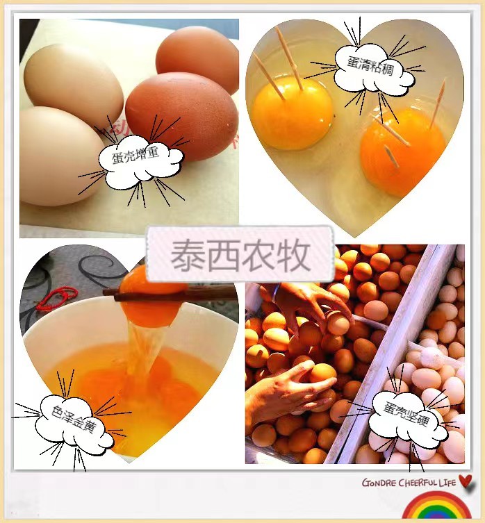 發(fā)酵辣椒粕養(yǎng)雞節(jié)約成本養(yǎng)出蛋雞好腸道 雞蛋好品質(zhì)