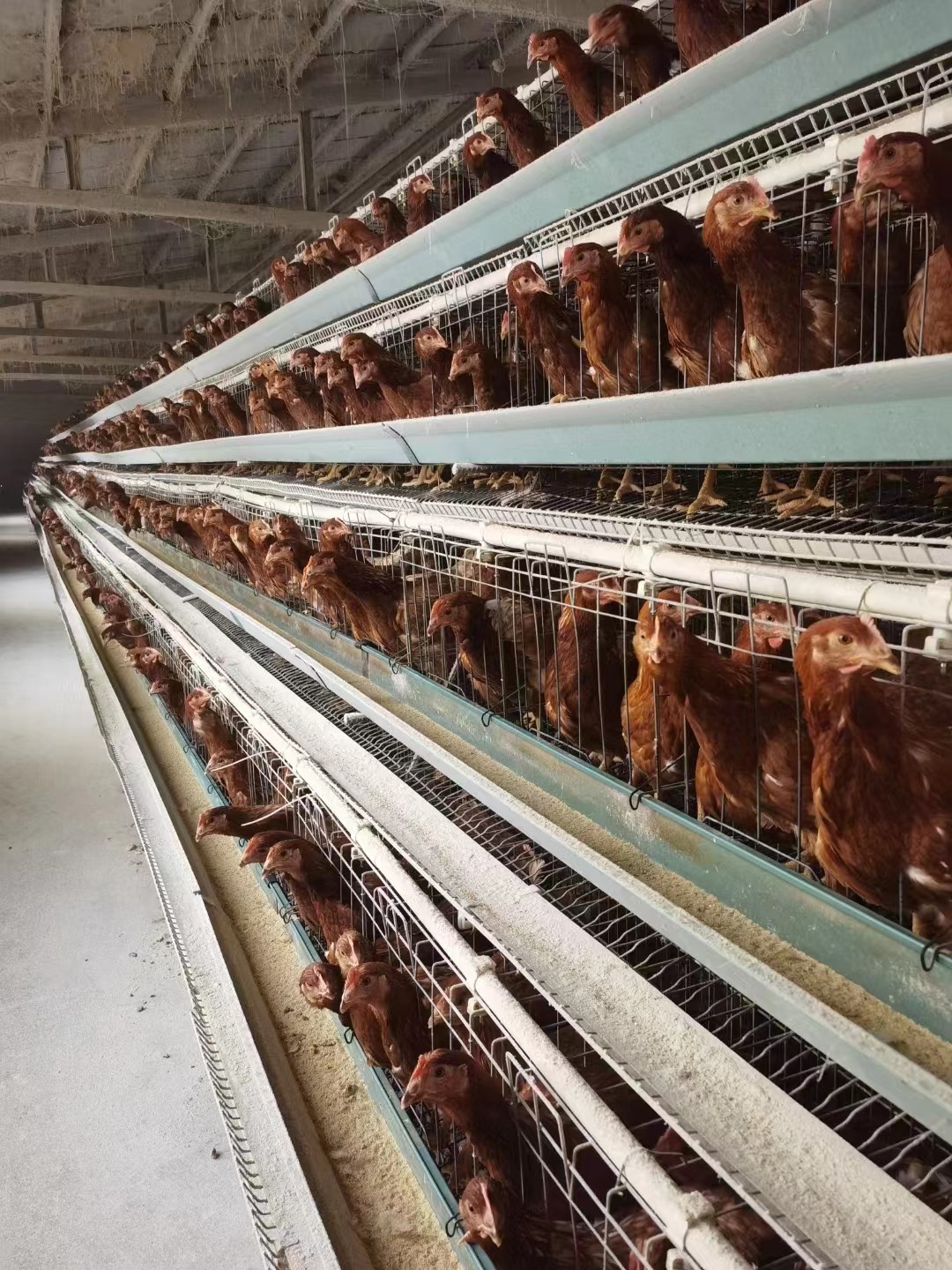 生物辣椒油粉分享為什么產(chǎn)蛋越來越少